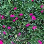 Salvia greggii പുഷ്പം