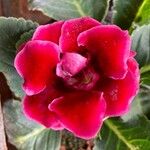 Sinningia speciosa Flor