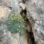 Saxifraga squarrosa Leaf