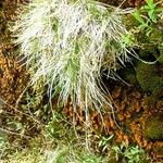 Carex alba Hoja