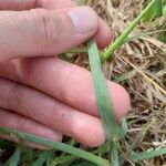 Bothriochloa bladhii Feuille