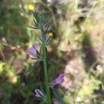 Misopates orontium 花