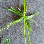 Ranunculus arvensis Blad