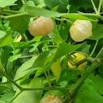 Physalis viscosa Frucht