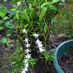 Dendrobium crumenatum Blomma
