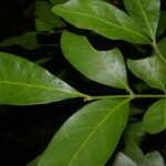Euphorbia schlechtendalii Лист