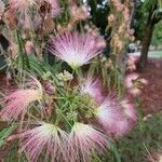 Albizia julibrissinÇiçek