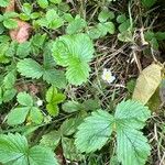 Fragaria vesca花