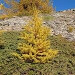 Larix occidentalis موطن