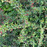 Cotoneaster adpressus Habitus