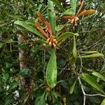 Pittosporum deplanchei Habitus