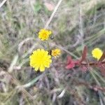 Crepis capillarisFlors