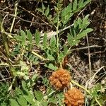 Glycyrrhiza echinata Leaf