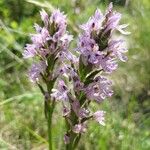 Neotinea tridentata Flower