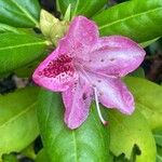 Rhododendron ponticum Flower