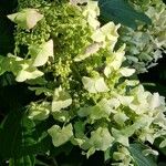 Hydrangea quercifolia Хабит