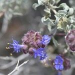 Salvia dorrii Flower