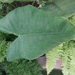 Alocasia zebrina Leaf