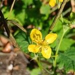 Chelidonium majusBlomst