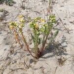 Euphorbia paralias Hábitos