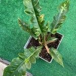 أنواع غير معروفةLeaf