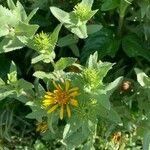 Grindelia hirsutula 葉