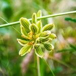 Lomatium triternatum Φύλλο