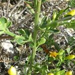 Chrysojasminum fruticans Blad