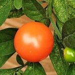 Solanum pseudocapsicum Frucht