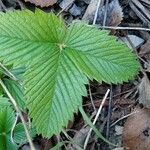 Potentilla sterilis Frunză