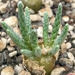 Anacampseros quinaria 整株植物