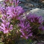 Thymus longiflorus Staniste