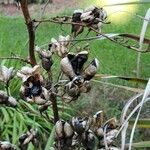 Yucca arkansana Fruit