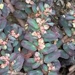 Euphorbia maculata Flors