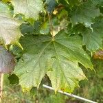 Acer platanoides Листок