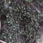 Microgramma vacciniifolia 葉