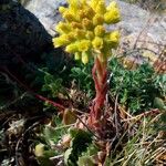 Sempervivum heuffelii Blüte