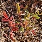 Sclerocarya birrea Leaf