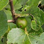 Ficus carica Frucht