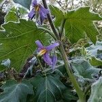 Solanum mammosum Blüte