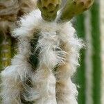 Pilosocereus leucocephalus Flower