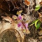 Orchis spitzelii Flower