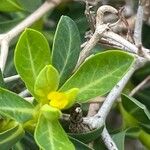 Euphorbia spinosa फूल
