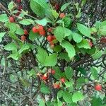 Prunus tomentosa 果