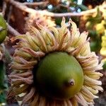 Quercus ithaburensis Fruit