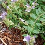 Scutellaria alpina Habit