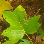 Liriodendron chinense 葉