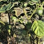 Datura inoxia Fruit