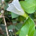 Calystegia silvatica Цветок