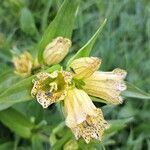 Gentiana punctataFloro